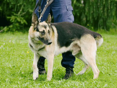 K-9